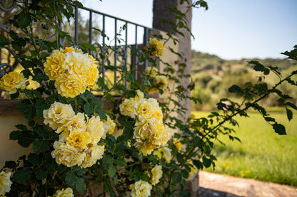 [ "VILLA MIRTO TRILO 3" // SINISCOLA ]