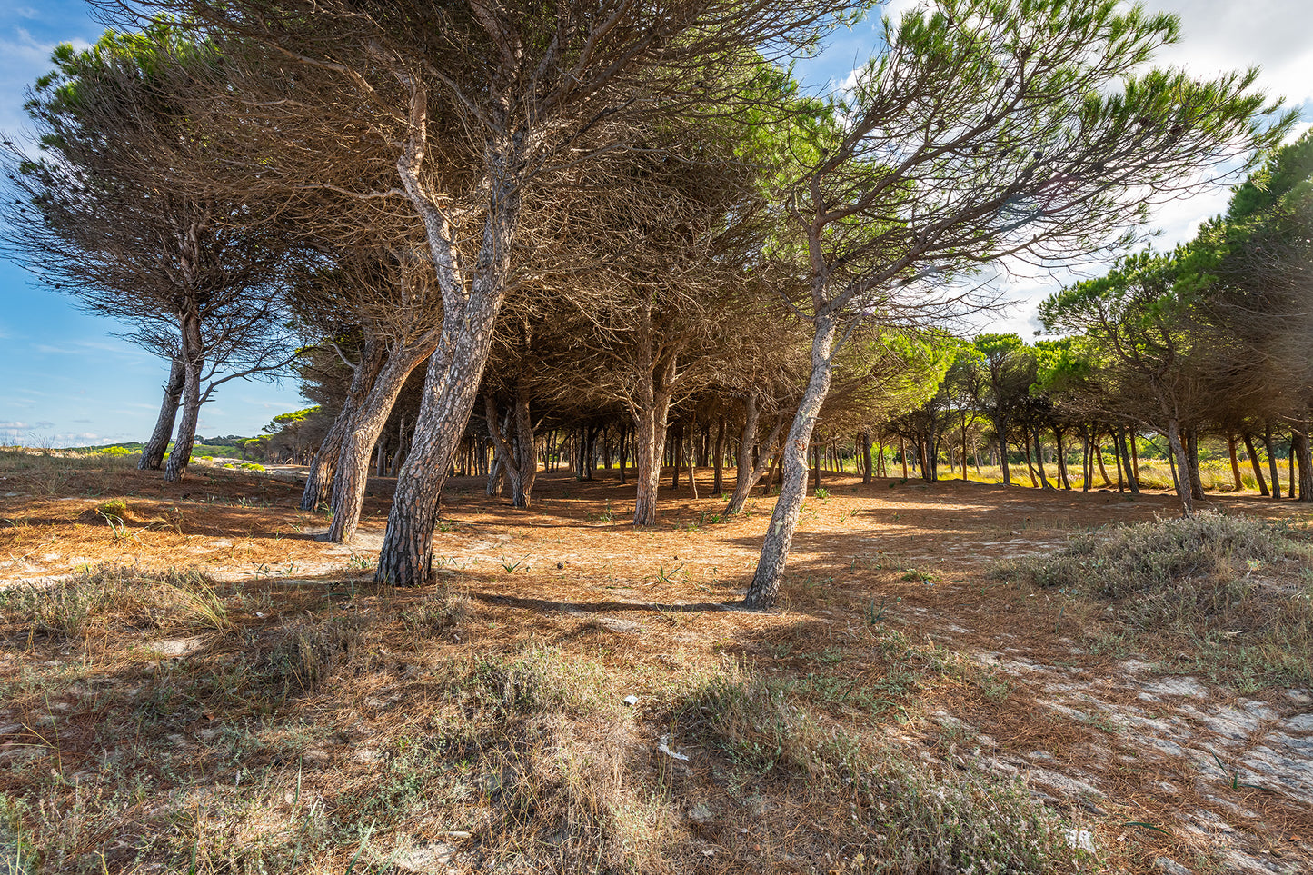 [ "VILLA MIRTO TRILO 3" // SINISCOLA ]