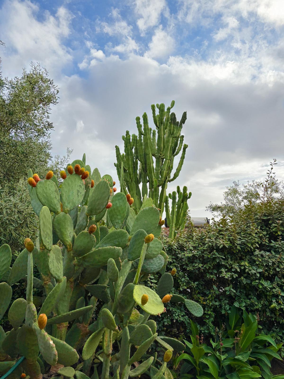 [ "GARDEN OASIS" // SAN TEODORO ]