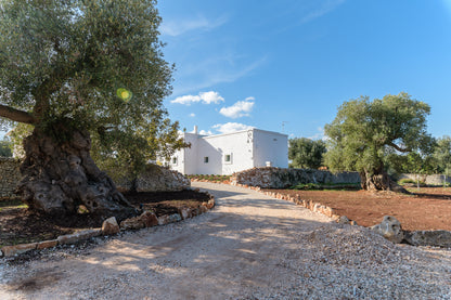 [ "MASSERIA ULIVETO" // OSTUNI ]